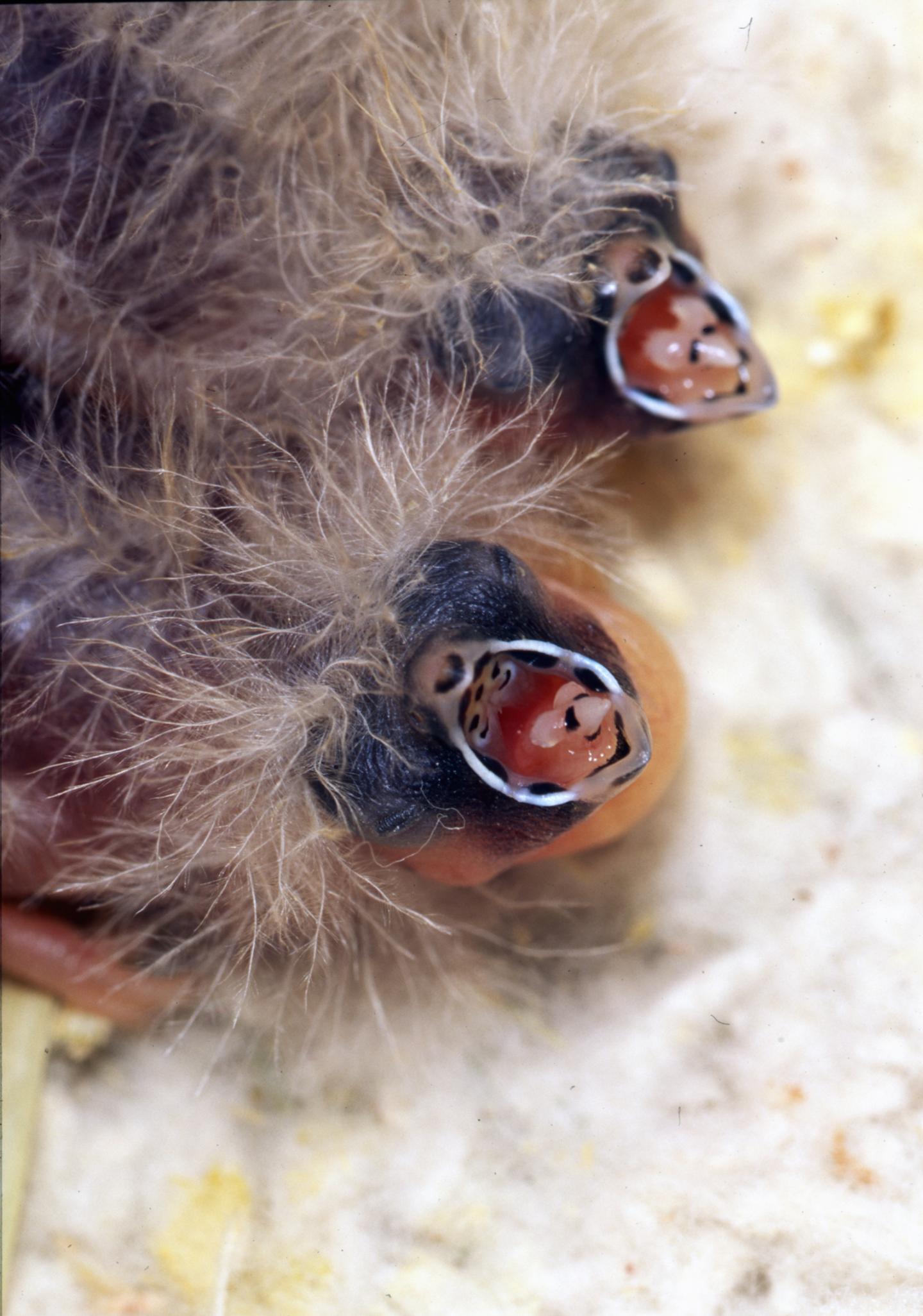Scientists at Deakins University in Australia have investigated how zebra finches warn their chicks (pictured) about warm temperatures before they're even born. Photo / Andy TD Bennett